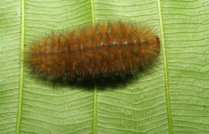 Fig.12 Larva <i>Sychesia naias</i>, (Erebidae), se alimenta  <i>Piptocarpha poeppigiana</i>, (Asteraceae), mostrando la parte dorsal entero. Voucher: 08-SRNP-70113-DHJ443200.jpg.