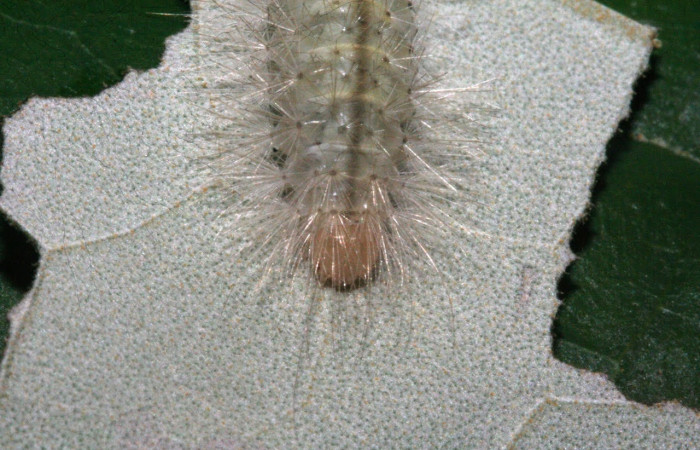 Fig.19 Larva <i>Sychesia pseudodryas</i>, (Erebidae), se alimenta  <i>Piptocarpha poeppigiana</i>, (Asteraceae), mostrando la parte cabeza. Voucher: 12-SRNP-530-DHJ487079.jpg.