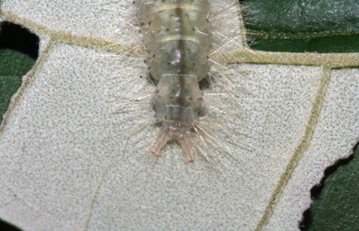 Fig.20 Larva <i>Sychesia pseudodryas</i>, (Erebidae), se alimenta  <i>Piptocarpha poeppigiana</i>, (Asteraceae), mostrando la parte trasera. Voucher: 12-SRNP-530-DHJ487080.jpg.