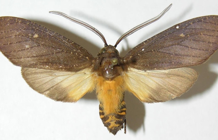 Fig.3 Adulto <i>Sychesia naias</i>, Erebidae, macho mostrando la parte dorsal. Voucher: 08-SRNP-70195-DHJ505154.