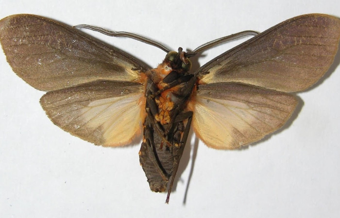Fig.6 Adulto <i>Sychesia pseudodryas</i>, Erebidae, mostrando la parte dorsal. Voucher: 09-SRNP-67284-DHJ514029.