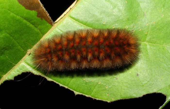 Fig.7 Larva <i>Sychesia naias</i>, (Erebidae), se alimenta  <i>Piptocarpha poeppigiana</i>, (Asteraceae), mostrando la parte dorsal entero. Voucher: 07-SRNP-30927-DHJ419701.jpg.
