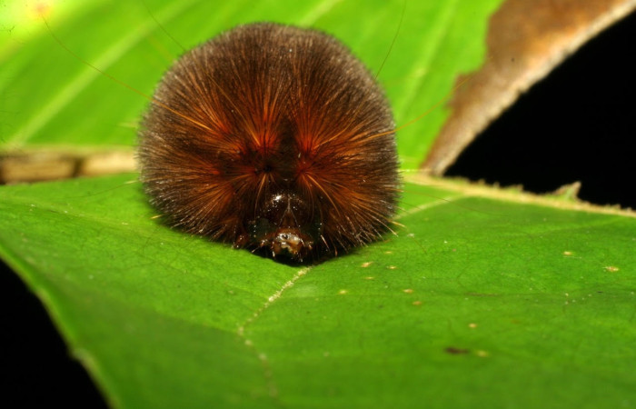 Fig.8 Larva <i>Sychesia naias</i>, (Erebidae), se alimenta  <i>Piptocarpha poeppigiana</i>, (Asteraceae), mostrando la parte cabeza. Voucher: 07-SRNP-30927-DHJ419703.jpg.