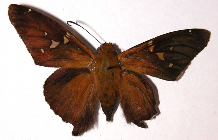 Fig. 8. Adulto de <i>Epargyreus</i> Burns10, Area de Conservación Guanacaste, Sector San Cristóbal, Sendero Corredor, elevación620mt. (00-SRNP-21793-DHJ38172).