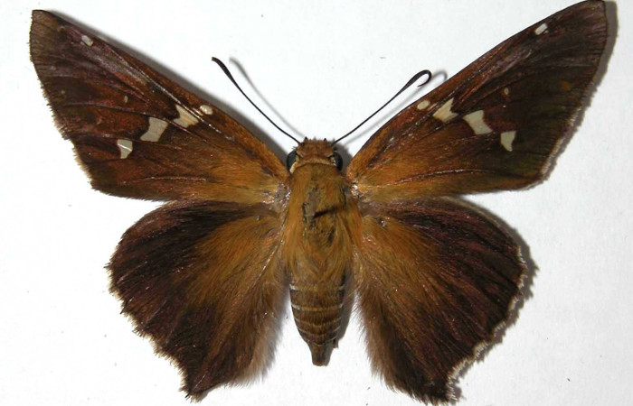 Fig. 2. Adulto de <i>Epargyreus</i> Burns02.  Area de Conservación Guanacaste, Sector San Crostóbal, Camino San Ramon, elevación660mt. (02-SRNP-525-DHJ38132).