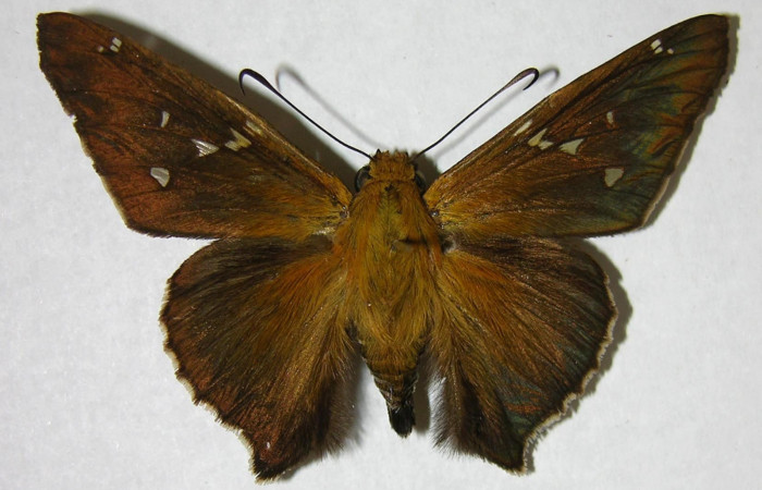 Fig. 5. Adulto de <i>Epargyreus</i> Burns05, Area de Conservación Guanacaste, Sector Cacao, Estación Gongora, elevación570mt. (05-SRNP-47256-DHJ374724).