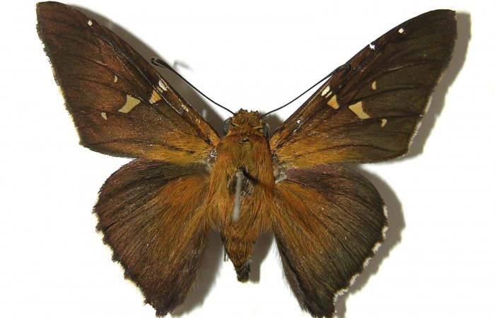 Fig. 3. Adulto de <i>Epargyreus</i> Burns03, Area de Conservación Guanacaste, Sector Mundo Nuevo,Cerro Gongora Pelado, elevación740mt. (07-SRNP-57869-DHJ379018).