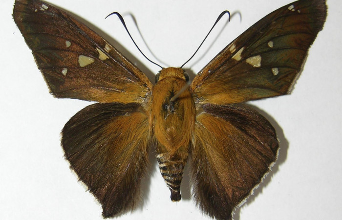 Fig. 10 Adulto de <i>Epargyreus</i> Burns12, Area de Conservación Guanacaste, Sector Mundo Nuevo, Camino Pozo Tres, elevación270mt. (09-SRNP-57623-DHJ518908).