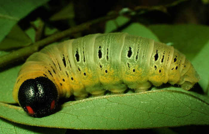 Fig. 15 Larva en último estadio de <i>Epargyreus</i> Burns02. Area de Conservación Guanacaste, Sector Santa Rosa, Area Administrativa, elevación295mt. (97-SRNP-2960-DHJ42071.jpg).