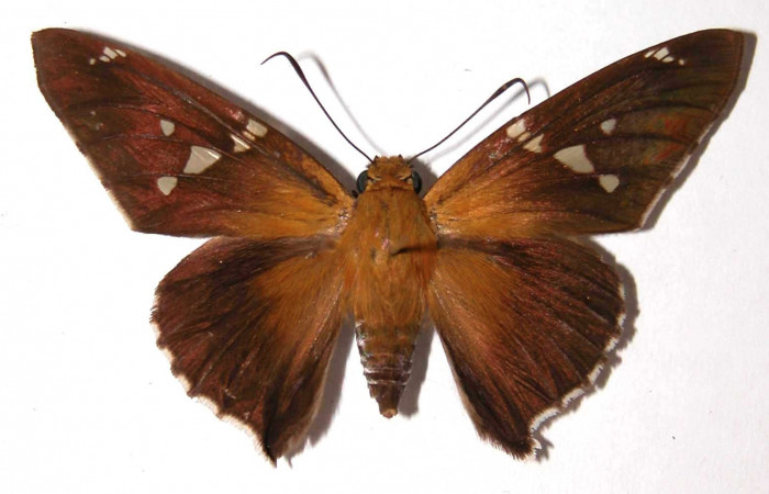 Fig. 9  Adulto de <i>Epargyreus</i> Burns11, Area de Conservación Guanacaste, Sector Santa Rosa, Cuesta Canyon Tigre, elevación270mt. (99-SRNP-7263-DHJ38116).