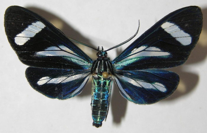 Fig.1. Adulto de <i>Agyrta dux</i>. En posición dorsal. Voucher : 09-SRNP-31646-DHJ507456.jpg.