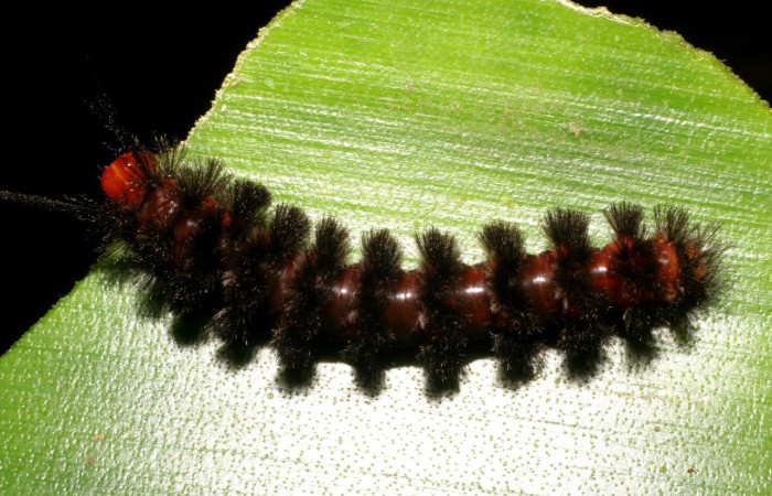 Fig.10. Larva de <i>Coreura phoenicides</i>. Voucher : 07-SRNP-30523-DHJ418631.jpg.