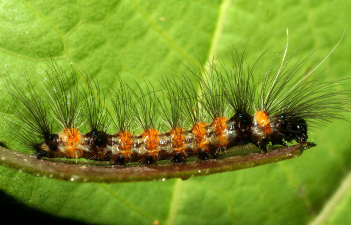 Fig.4 .Larva de <i>Agyrta dux</i>, vista lateral. Voucher : 09-SRNP-31646-DHJ458699.jpg.