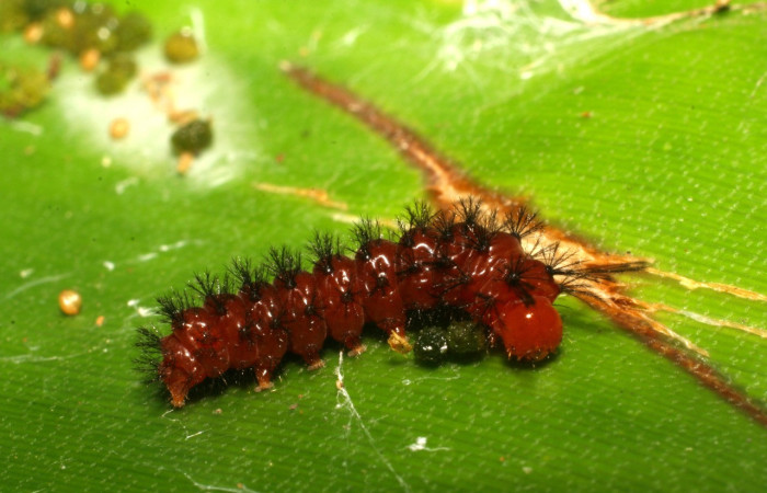 Fig.9. Larva de <i>Coreura phoenicides</i>. Voucher : 07-SRNP-30528-DHJ418643.jpg.