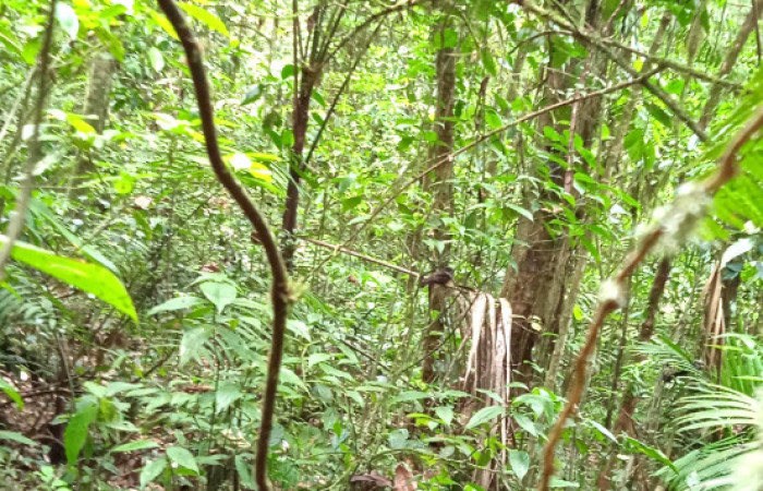 Fig. 01. Area Conservacion Guanacaste, Estación Pitilla, 25 Mar 2024. Fotografia: C. Moraga. <i>Nyctiphrynus ocellatus</i> (Caprimulgidae), 25 Mar 2024.01.jpg