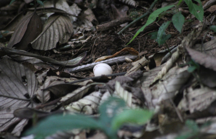 Fig.03. Area Conservación Guanacaste, Estación Pitilla, 26 Mar 2024. Nido con dos huevos de <i>Nyctiphrynus ocellatus</i> (Caprimulgidae). Fotografia: C. Moraga.