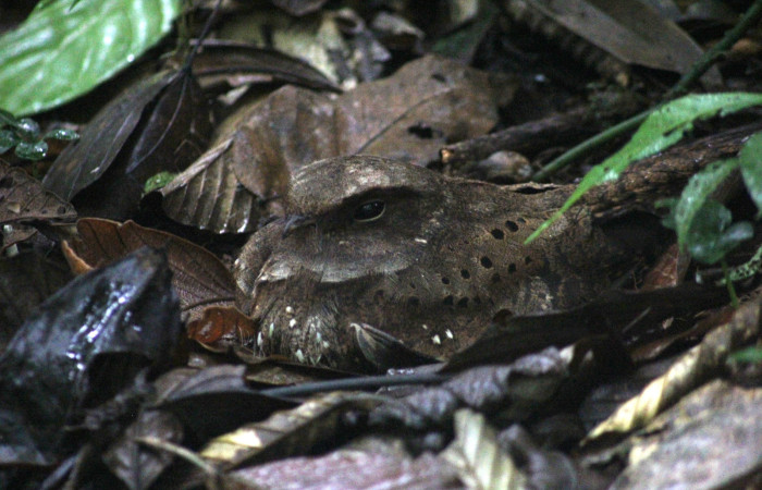 Fig.04. Area Conservación Guanacaste, Estación Pitilla, 08 Abr. 2024. Adulto en nido. <i>Nyctiphrynus ocellatus</i> (Caprimulgidae). Fotografia: C. Moraga.