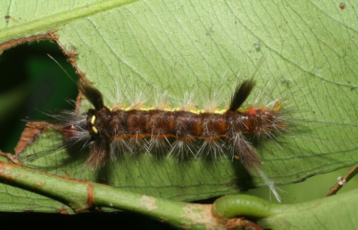  Larva en posición dorsal de <i>Pheia albisigna</i> (Erebidae), PU estadio. Sector Mundo Nuevo, Quebrada Tibio Perla. Voucher 07-SRNP-59540-DHJ429208.jpg.