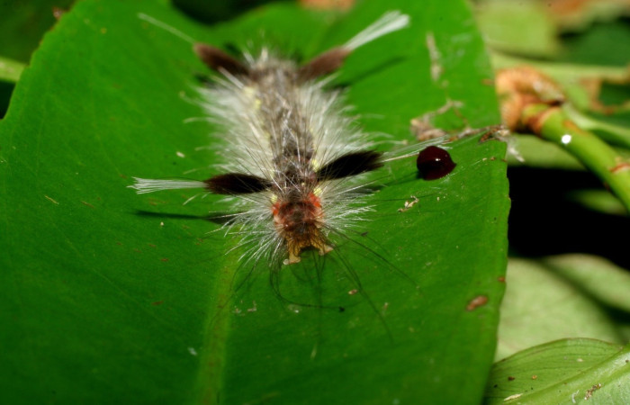  Cola en posición dorsal de <i>Pheia albisigna</i> (Erebidae), PU estadio. Sector Mundo Nuevo, Vado Miramonte. Voucher 07-SRNP-67848-DHJ428767.jpg.