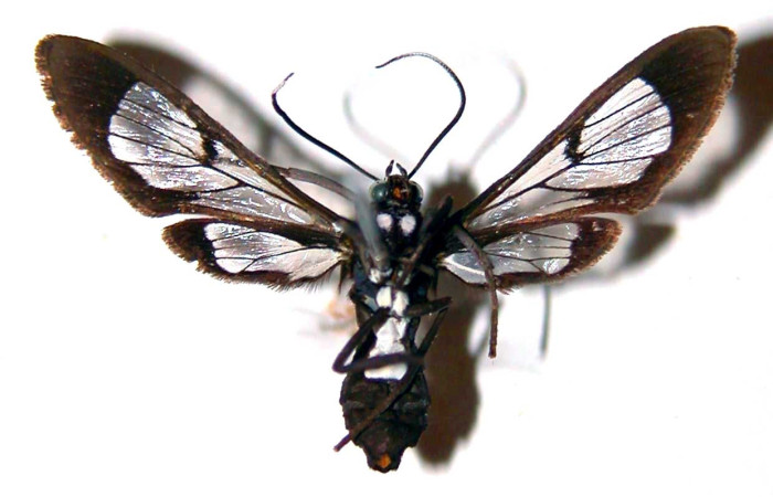  Adulto en posición ventral de <i>Pheia albisigna</i> (Erebidae). Sector Santa Rosa, Bosque Húmedo. Voucher 83-SRNP-1485-DHJ38405.