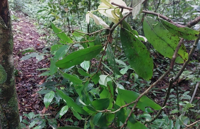  <i>Ouratea lucens</i> (Ochnaceae), planta hospedera de <i>Pheia albisigna</i> (Erebidae). Sector San Cristóbal, Bosque Transición. Foto, Elda Araya, 12 Junio 2024.
