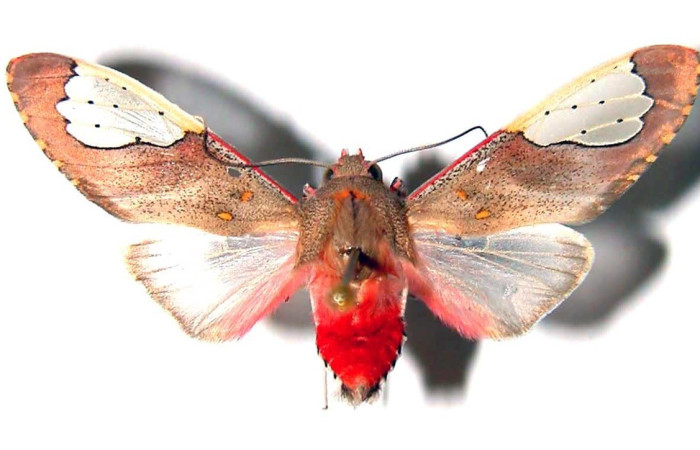 Figura 10. Adulto <i>Bertholdia specularis</i> (Erebidae), posición vista dorsal. (00-SRNP-15441-DHJ38930).