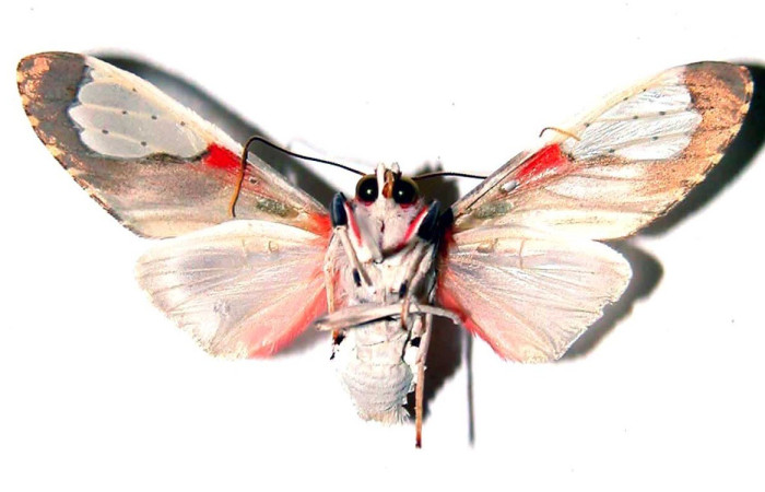 Figura 11. Adulto <i>Bertholdia specularis</i> (Erebidae), posición vista ventral. (00-SRNP-15441-DHJ38931).
