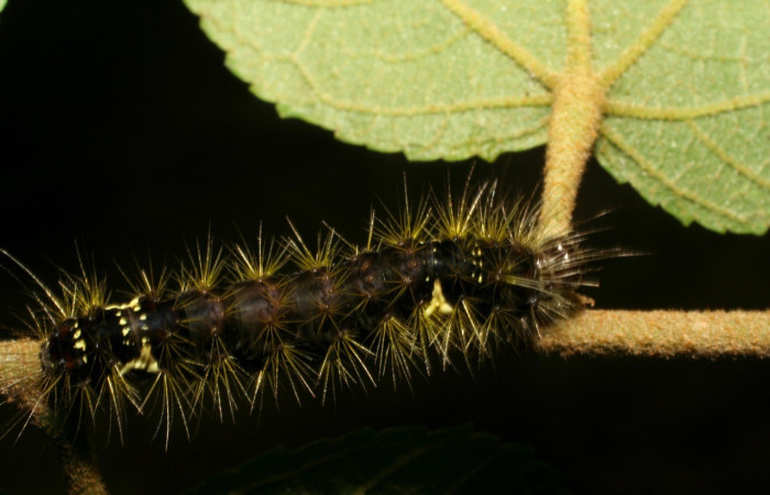 Figura 12. Dorsal entero <i>Bertholdia albipuncta</i>, (Erebidae), en la planta <i>Guazuma  ulmifolia</i> (Malvaceae). Sector Mundo Nuevo. Estación Perla (elevación 325 metros). Colectada 8 enero 2006. (06-SRNP-55088-DHJ409482.jpg).