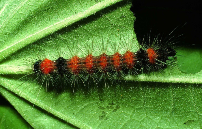 Figura 13. Dorsal entero <i>Bertholdia specularis</i>, (Erebidae), en la planta <i>Malvaviscus arboreus</i> (Malvaceae). Sector Santa Rosa. Sendero Natural (elevación 290 metros). Colectada 29 junio 2001. (01-SRNP-14852-DHJ63784.jpg).