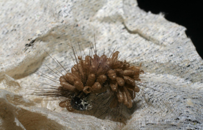 Figura 15. Capullos de parásitos, <i>Glyptapanteles mikeschauffi</i> de la familia (Braconidae), puestos en la larva <i>Bertholdia albipuncta</i>. (06-SRNP-4537-DHJ420807.jpg).