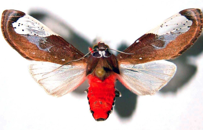 Figura 16. Adulto <i>Bertholdia albipuncta</i> (Erebidae), posición vista dorsal. (97-SRNP-6013-DHJ39058).