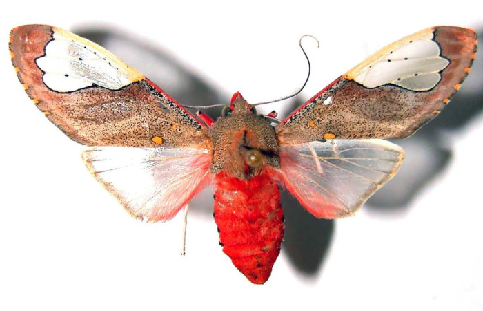 Figura 17. Adulto <i>Bertholdia specularis</i> (Erebidae), posición vista dorsal. (01-SRNP-7409-DHJ38924).