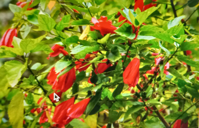 Figura 18. Planta hospedera de <i>Bertholdia specularis</i>, <i>Malvaviscus arboreus</i> (Malvaceae). Foto, Ana Córdoba. 10 junio 2024.