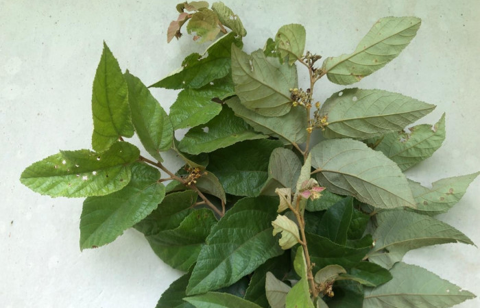 Figura 19. Planta hospedera de <i>Bertholdia albipuncta</i>, <i>Guazuma ulmifolia</i> (Malvaceae). Foto, Gloria Sihezar. 13 junio 2024.