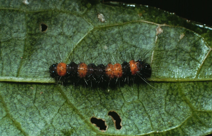 Figura 1. Dorsal entero <i>Bertholdia specularis</i>, (Erebidae), en la planta <i>Salmea scandens</i> (Asteraceae). Sector Cacao. Sendero Abajo, (elevación 1020 metros). Colectada 15 junio 2003. (03-SRNP-4584-DHJ73450.jpg).