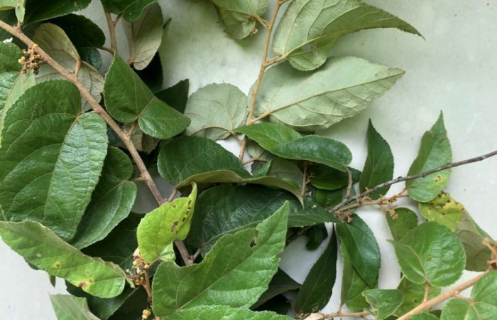 Figura 20. Planta hospedera de <i>Bertholdia albipuncta</i>, <i>Guazuma ulmifolia</i> (Malvaceae). Foto, Gloria Sihezar. 13 junio 2024.