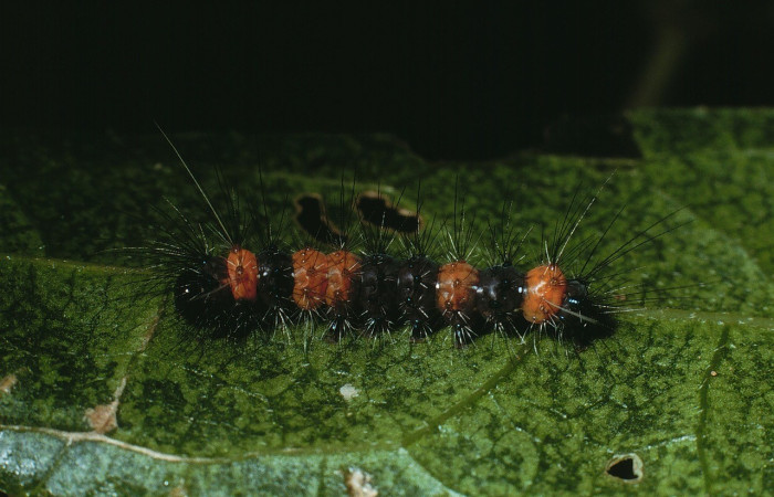 Figura 2. Lateral entero <i>Bertholdia specularis</i>, (Erebidae), en la planta <i>Salmea scandens</i> (Asteraceae). Sector Cacao. Sendero Abajo, (elevación 1020 metros). Colectada 15 junio 2003. (03-SRNP-4584-DHJ73449.jpg).