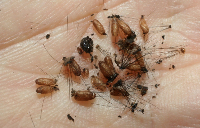 Figura 3. Capullos de parásitos, <i>Glyptapanteles mikeschauffi</i> de la familia (Braconidae), puestos en la larva <i>Bertholdia specularis</i>. (00-SRNP-15441-DHJ55724.jpg).