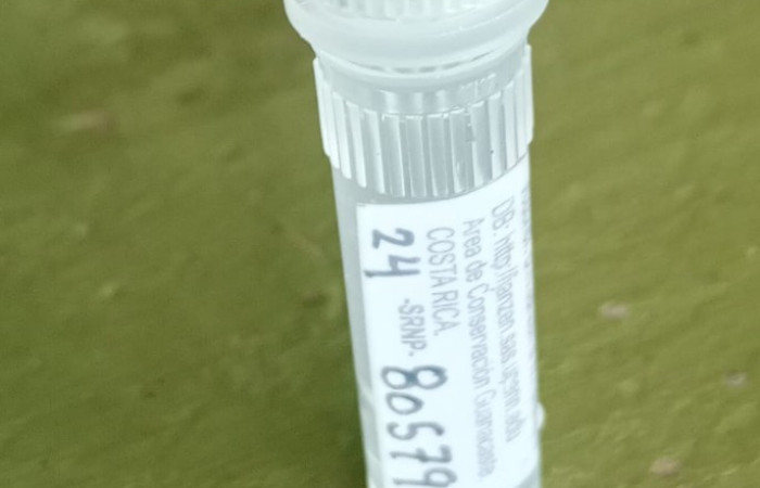 Figura 4. Tubito con alcohol donde se insertan las avispas de braconidae. Foto, Ana Córdoba, 9 junio 2024.