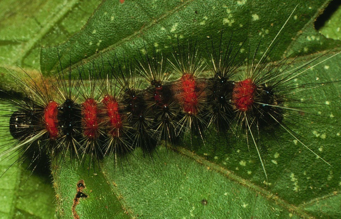 Figura 5. Dorsal entero <i>Bertholdia specularis</i>, (Erebidae), en la planta <i>Malvaviscus arboreus</i> (Malvaceae). Sector Santa Rosa. Area Administrativa (elevación 295 metros). Colectada 23 junio 2000. (00-SRNP-15441-DHJ55724.jpg).