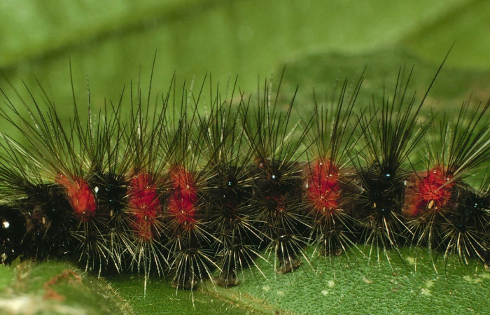 Figura 6. Lateral entero <i>Bertholdia specularis</i>, (Erebidae), en la planta <i>Malvaviscus arboreus</i> (Malvaceae). Sector Santa Rosa. Area Administrativa (elevación 295 metros). Colectada 23 junio 2000. (00-SRNP-15441-DHJ55721.jpg).