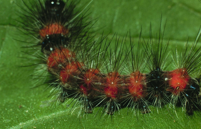 Figura 7. Dorsal central <i>Bertholdia specularis</i>, (Erebidae), en la planta <i>Malvaviscus arboreus</i> (Malvaceae). Sector Santa Rosa. Sendero Natural (elevación 290 metros). Colectada 29 junio 2001. (01-SRNP-14852-DHJ58772.jpg).