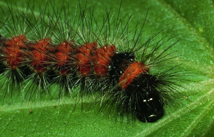 Figura 8. Cabeza <i>Bertholdia specularis</i>, (Erebidae), en la planta <i>Malvaviscus arboreus</i> (Malvaceae). Sector Santa Rosa. Sendero Natural (elevación 290 metros). Colectada 29 junio 2001. (01-SRNP-14852-DHJ58767.jpg).