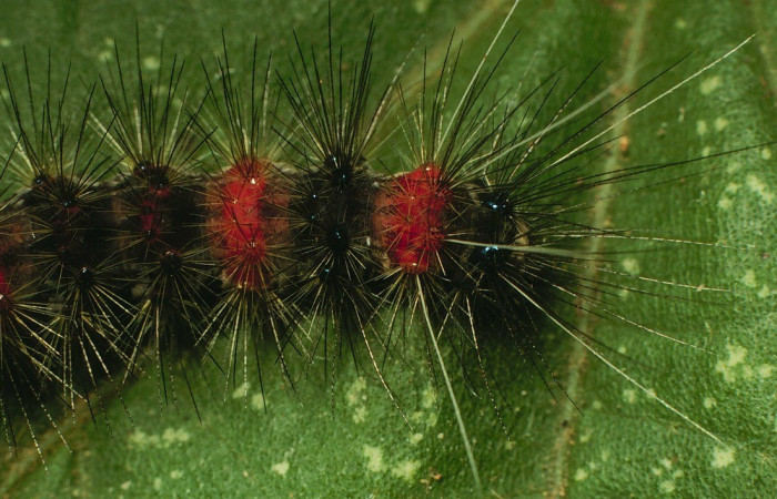 Figura 9. Parte posterior <i>Bertholdia specularis</i>, (Erebidae), en la planta <i>Malvaviscus arboreus</i> (Malvaceae). Sector Santa Rosa. Area Administrativa (elevación 295 metros). Colectada 29 junio 2001. (00-SRNP-15441-DHJ55718.jpg).