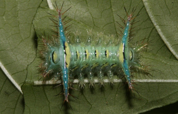 Figura. 10 Larva <i>Parasa macrodonta</i>, (Limacodidae), posición dorsal entero  alimentándose en <i>Palicourea berteroana</i>, (Rubiaceae). (10) 14-SRNP-42744-DHJ708948.jpg).