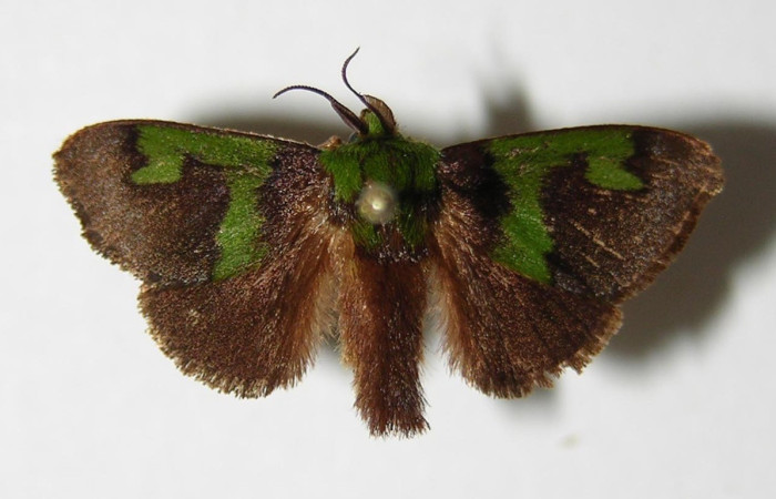 Figura. 11 Adulto <i>Parasa macrodonta</i>, (Limacodidae), posición vista dorsal  entero. (03-SRNP-6923-DHJ336646).