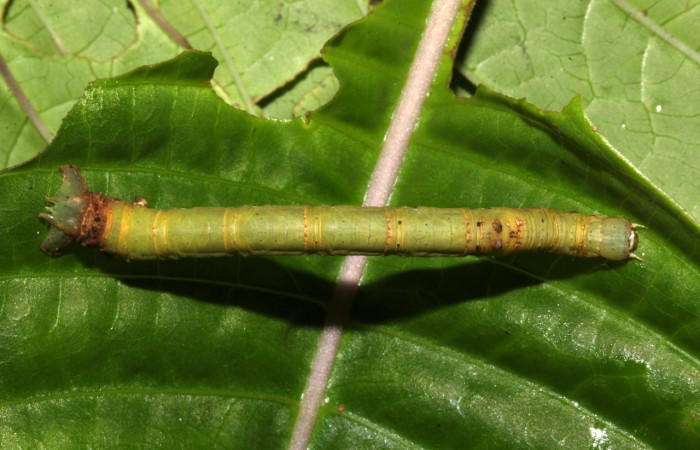 Figura. 12 Larva <i>Acrotomia</i> muciaDHJ03, (Geometridae), posición dorsal entero  alimentándose en <i>Palicourea berteroana</i>, (Rubiaceae). (18-SRNP-31702-DHJ747033.jpg).