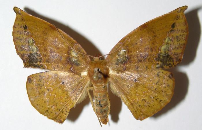 Figura. 13 Adulto <i>Acrotomia</i> muciaDHJ03, (Geometridae), posición vista dorsal  entero. (01-SRNP-9732-DHJ325608).