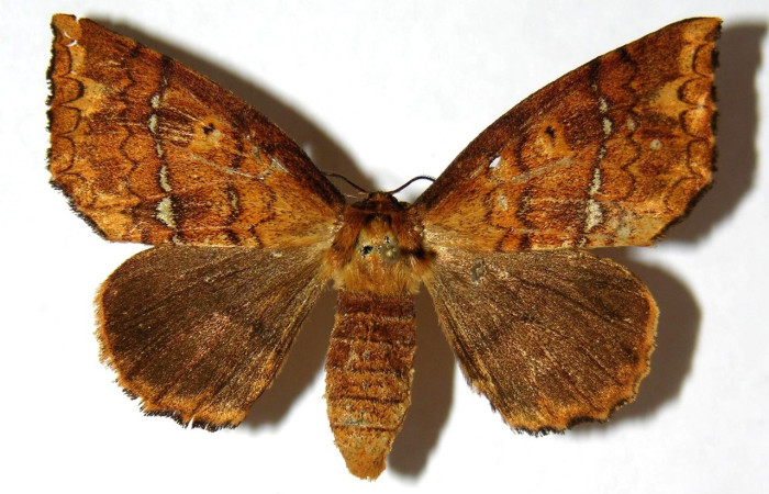 Figura. 15 Adulto <i>Tarchon</i> felderiDHJ01, (Apatelodidae), posición vista dorsal  entero. (04-SRNP-3433-DHJ330146).