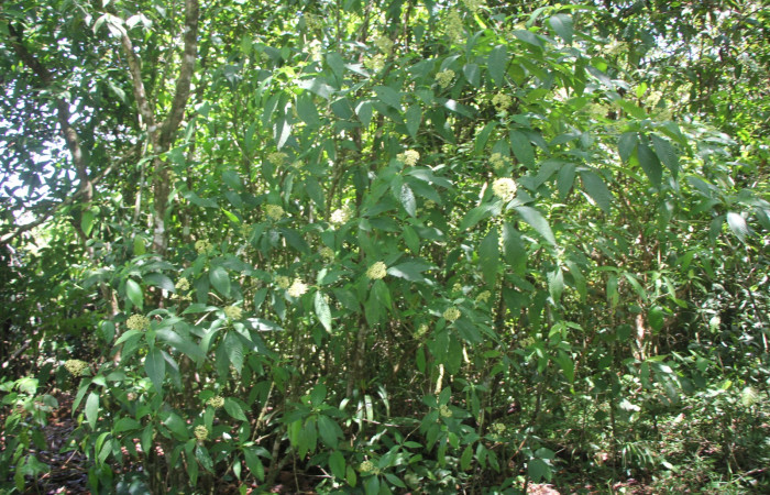 Figura. 1 Habitad, <i>Palicourea  berteroana</i>, (Rubiaceae). Area de Conservación Guanacaste, Sector Rincón  Rain Forest, Estación Leiva. Cafecito, (elevación 410 metros), colectada el 11 de junio 2024. Foto, Jorge Hernández.